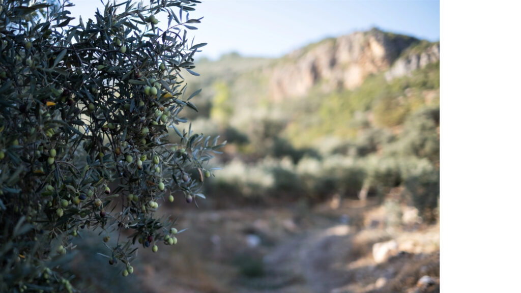 Ramo d'olivo in primo piano, campo sfocato